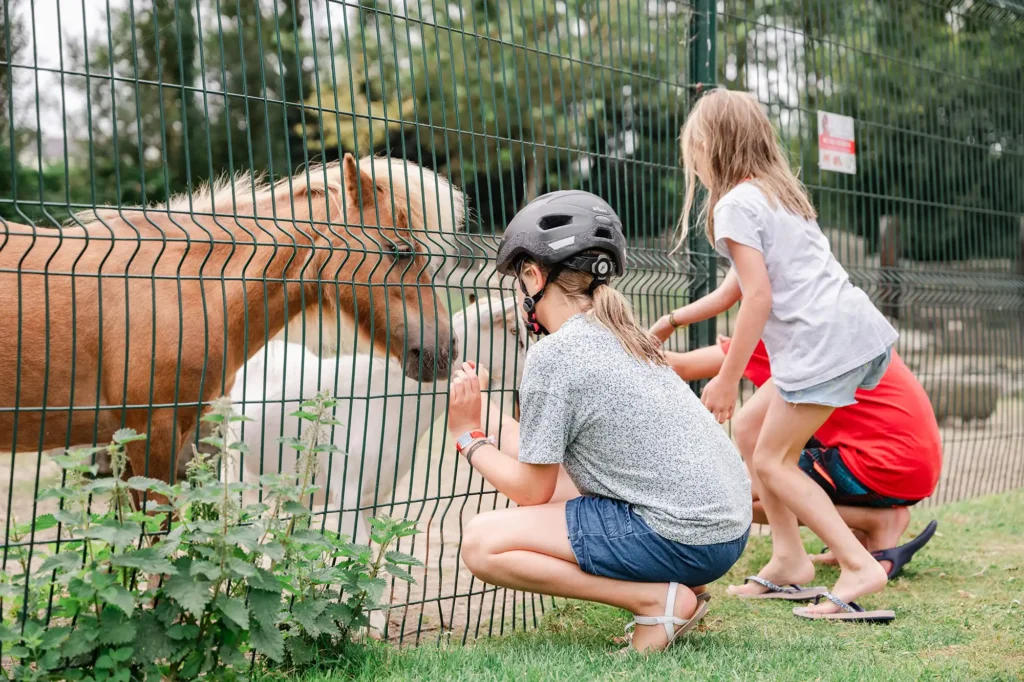 camping in finistere with entertainment and animals